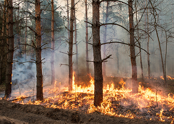 Summer Weather Wildfire Safety Plan